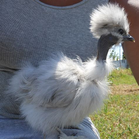 Maybe you would like to learn more about one of these? Silkie For Sale | Chickens | Breed Information | Omlet