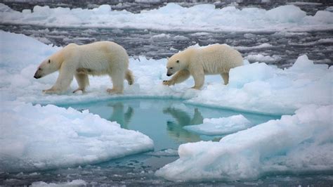 Global Warming Summer Arctic Sea Ice Will Be Gone By 2050