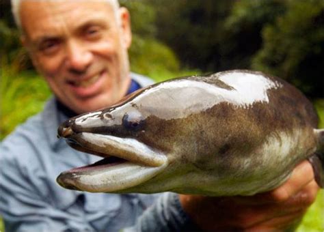 The Scariest River Monsters 110 Pics