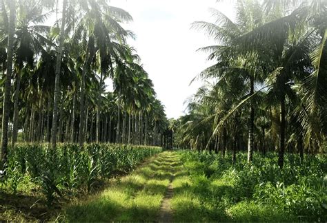 Learn To Earn With This Concise Guide On Organic Coconut Farming