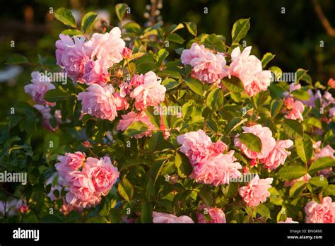 Rose Bush Hi Res Stock Photography And Images Alamy