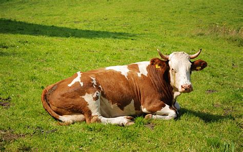 Best Cow Lying Down Stock Photos Pictures And Royalty Free Images Istock