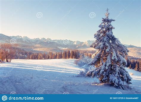 Winter Landscape Scenic Mountains With Snowy Fir Trees On Sunny