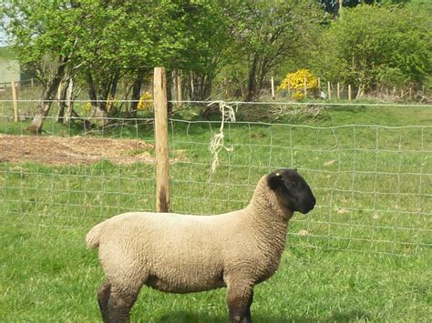 Ewe Lamb For Sale From Templerhyd Flock Suffolk Sheep Sales