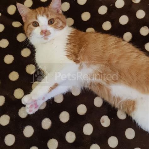 Lost Cat White Ginger Cat Called Simba Dagenham Area Barking