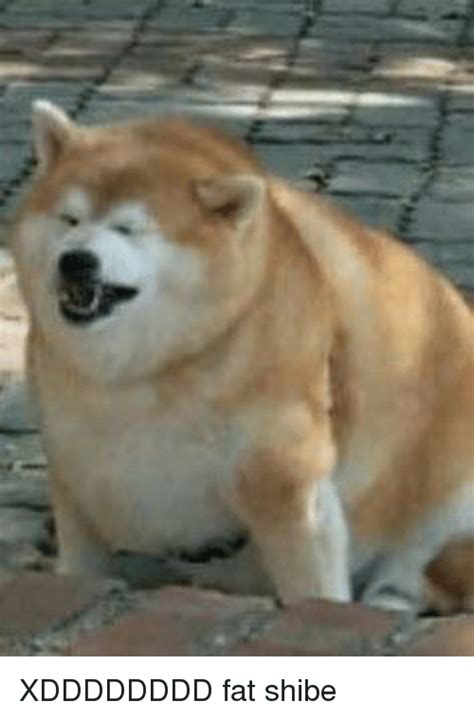 Fat Doge Meme I Has A Hotdog Fat Guy Funny Dog Pictures Dog