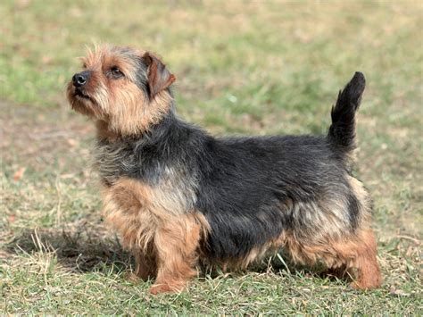 Norfolk Terrier - Dog Breed history and some interesting facts