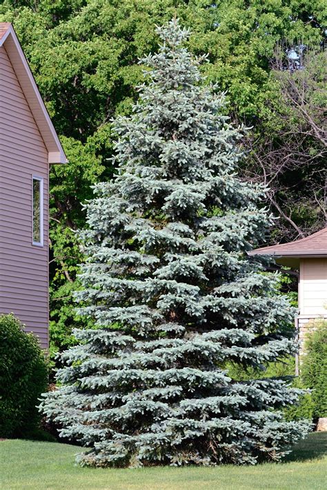 How To Plant And Grow A Colorado Blue Spruce Tree Hgtv