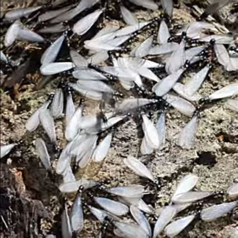 Termite Inspections North Jersey Termite