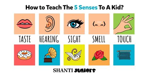 8 The 5 Senses