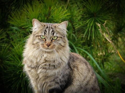 Siberian Cat Breed Info Fotos Temperament Andtraits Dierkeurnl