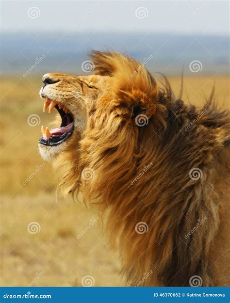 Lion Leo Africa Kenya Safari National Park Wild Animals Royalty Free