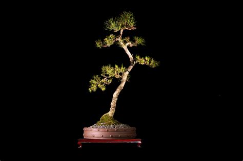 Galeria klenner (4 km), casa gómez campuzano (5 km), centro cultutal jorge eliécer gaitán (5 km), casa museo jorge eliecer gaitan (5 km), museo del chicó (5 km). Bonsai de Pino Negro japonés 20 años Bonsai Colombia ...