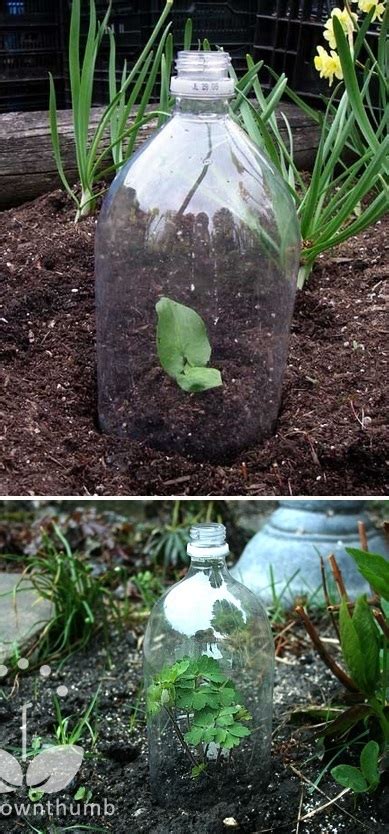 Greenhouse Made Of Plastic Bottles