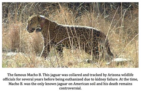 Texas Cryptid Hunter Jaguar Photographed In New Mexico A Newold