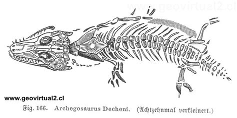 From wikimedia commons, the free media repository. Ludwig, 1861: Archegosaurus
