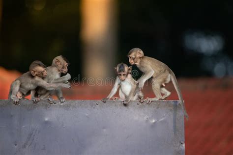 Baby Monkeys Are Playing Naughty Stock Image Image Of Hair