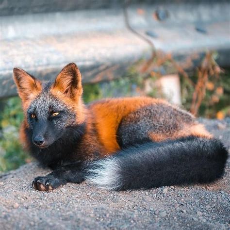 Mozilla Firefox Found Photographer Captures Pics Of A Majestic Cross