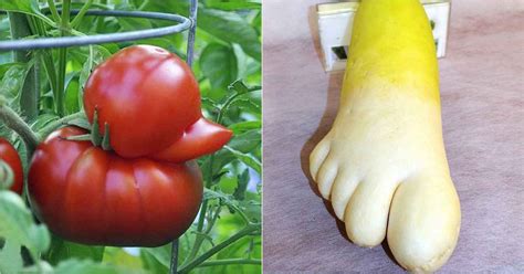 10 Oddly Shaped Fruits Vegetables That Look Like Other Things