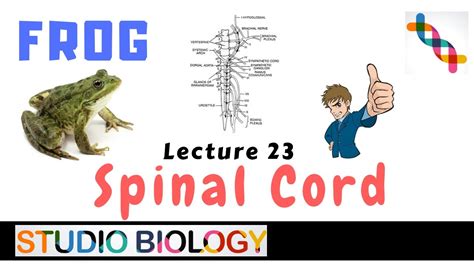 Class 11 Zoology Lectures Discuss The Peripheral Nervous System Of Frog