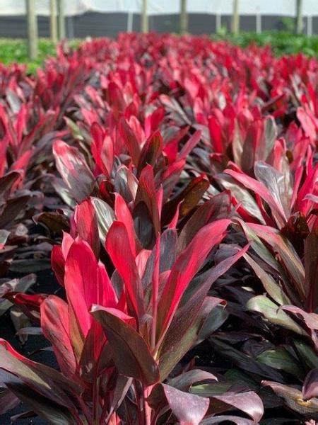 Cordyline Florida Red Blooming Plants