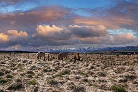 Icelandic Horses Grazing On Field Against Cloudy Sky During Sunset In