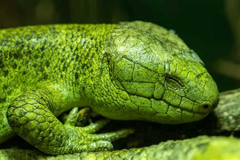Monkey Tailed Skink Ultimate Owners Guide To A Healthy Pet