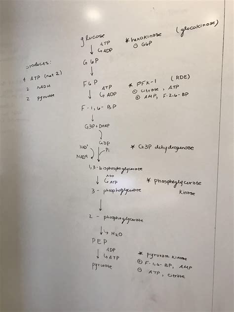 Biochemistry Pathways I Memorized Rmcat