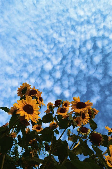 Sunflower Yellow Tumblr Aesthetic Wallpapers Top Những Hình Ảnh Đẹp