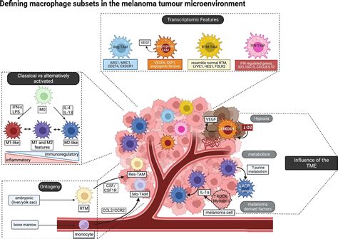 Tumor Associated Macrophages The Future Targets For Anti Melanoma