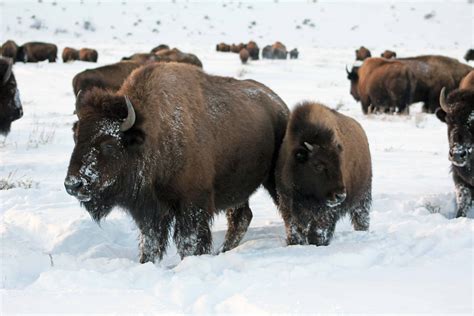 Bison In Grand Teton National Park Red Around The World
