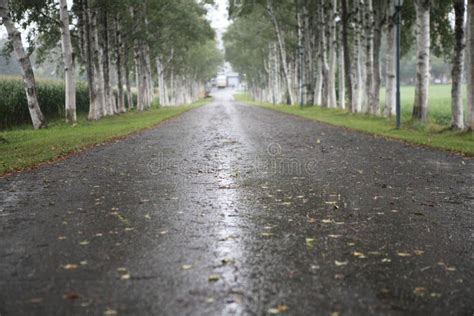 Tree Lined Country Road Stock Photo Image Of Lined Foliage 45868184
