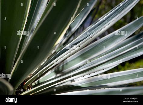 Plants With Spiky Leaves Hi Res Stock Photography And Images Alamy