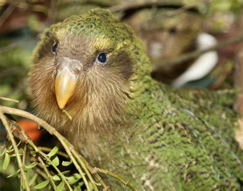 Rare Resources Kakapo Unique Parrot Of New Zealand