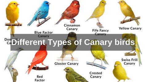 Types Of Canaries Different Types Of Canary Birds Domestic Canary