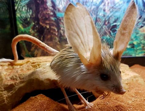 ≡ 9 Cutest Animals With Gigantic Ears Tonetrees