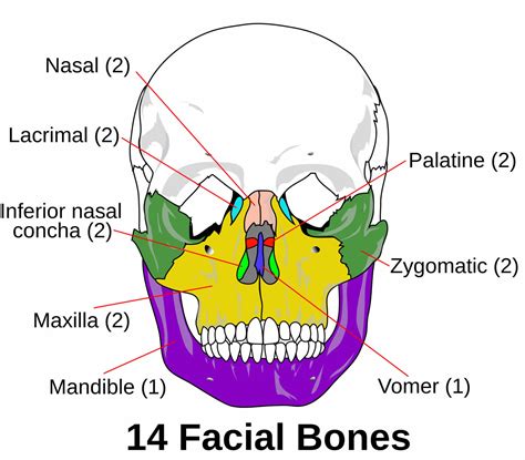 Facial Fractures Causes Types Symptoms Diagnosis Treatment And Recovery