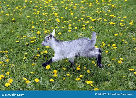The Goat Kid Run On A Meadow Stock Photo Image Of Offspring Green