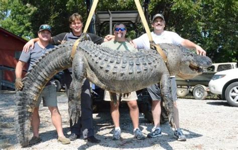 700 Pound Alligator Caught