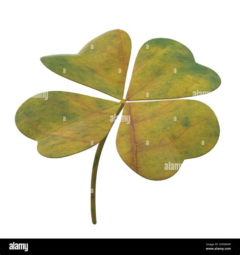 Yellow Green Four Leaf Clover Stock Vector Image And Art Alamy