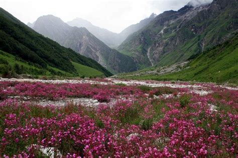 Majestic Valley Of Flowers And Hemkund Sahib With Badrinath And Auli Tour