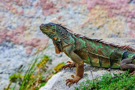 Iguana Dragon Green Iguana Also Known As The American Iguana Herbivorous Species Of Lizard Of