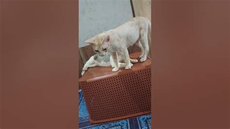 Kucing Pok Pok Ikeh Ikeh Kimochi Youtube