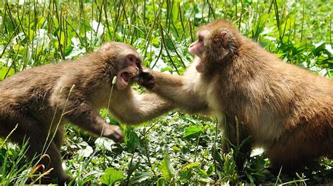 Combat De Singes Monkey Fight My Website Twitter 500px G Flickr