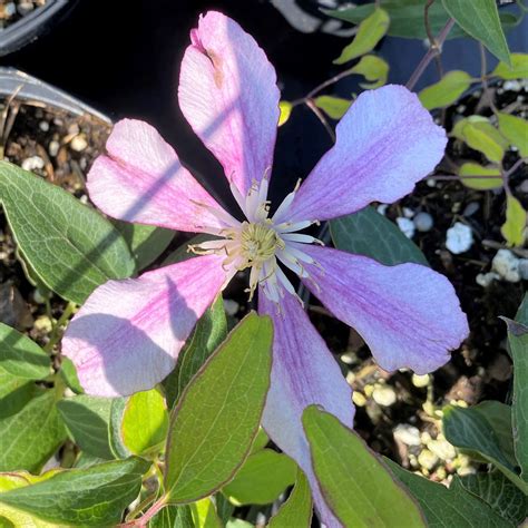 Clematis ‘liberation Cavanos Perennials