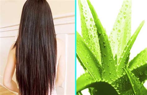 Pure aloe vera gel can form a film on the hair, so those with very fine and dry hair may find it gives their hair too much of a. How To Use Aloe Vera Gel For Hair Growth (7 BEST TIPS)