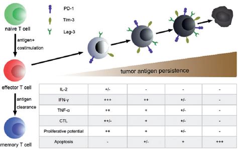 Figure From CD T Cell Exhaustion In Cancer Mechanisms And New Area For Cancer Immunotherapy