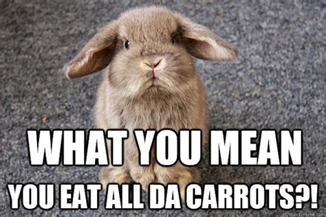 The 15 Funniest Animal Memes