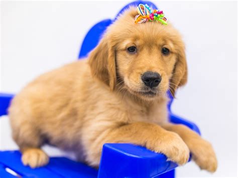 The scottish estate owners needed a dog that could retrieve birds either in water or on land because their hunting grounds had many ponds and marshes. Golden Retriever-DOG-Female-Golden-2810640-Petland Wichita, KS