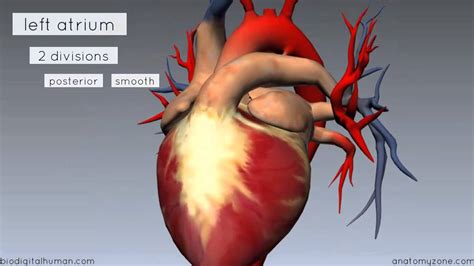 Heart Anatomy - Left Atrium - 3D Anatomy Tutorial - YouTube